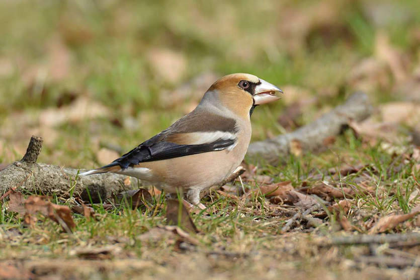 北海道 の 野鳥 図鑑